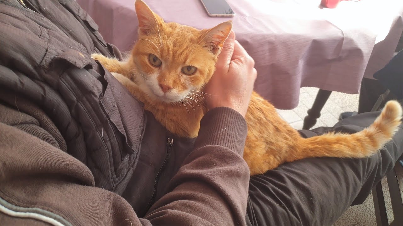 Purring Lap Cat