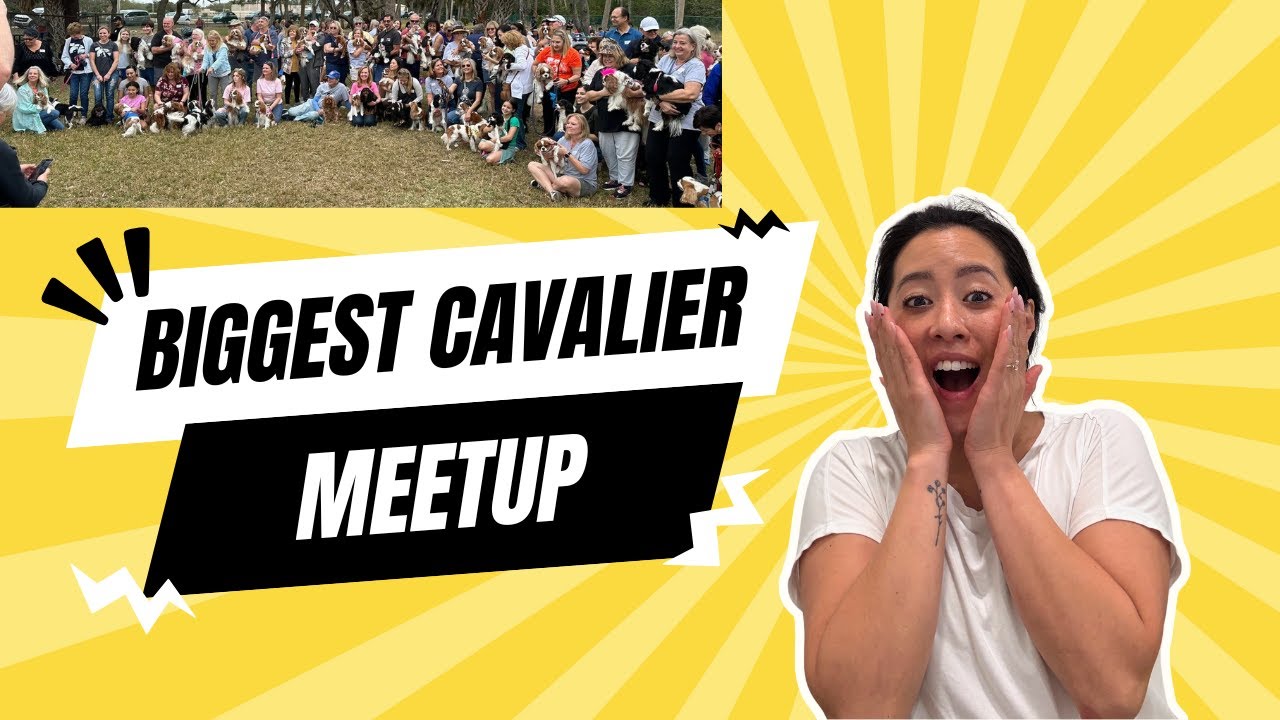 THE BIGGEST CAVALIER GATHERING