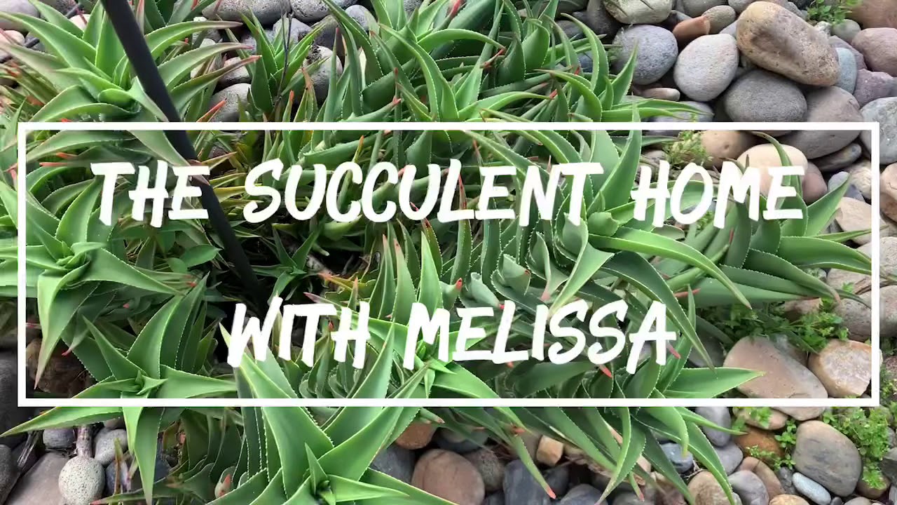 How To Cut Aloiampelos Ciliaris / Climbing Aloe / Trailing Aloe