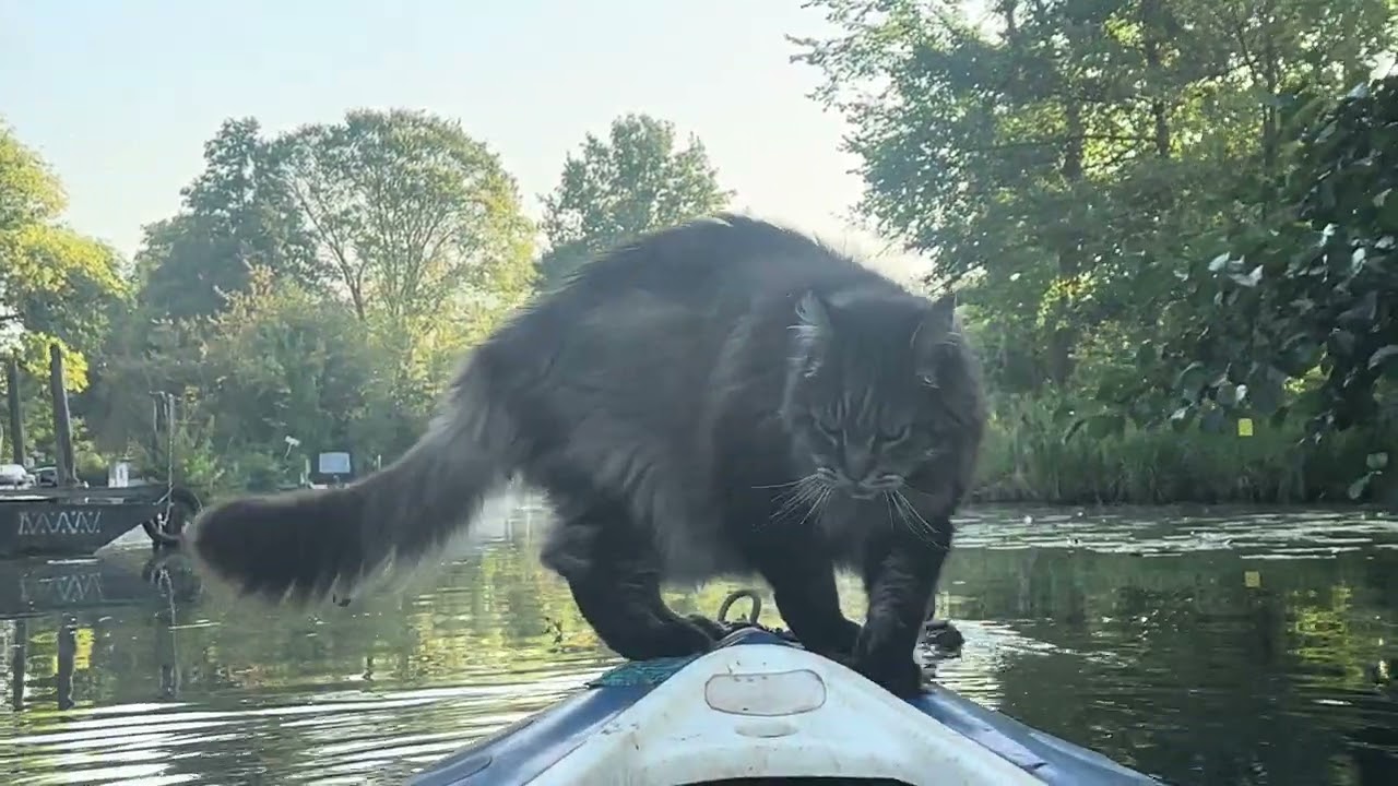 Kayaking cat Louis is meeting a fox, cows, swans and ducks