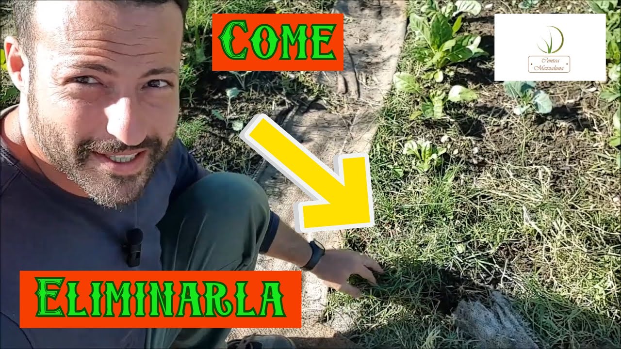 Piante Permaculturali: La Gramigna