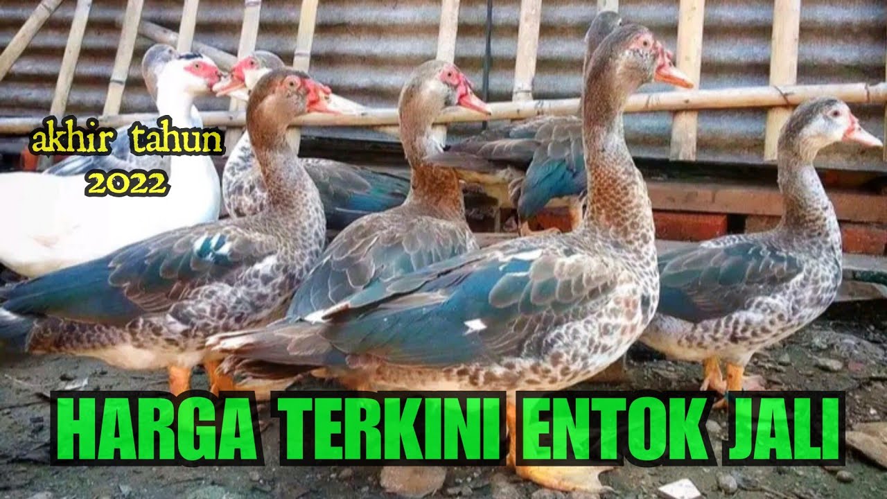Harga Entok Jali Terkini