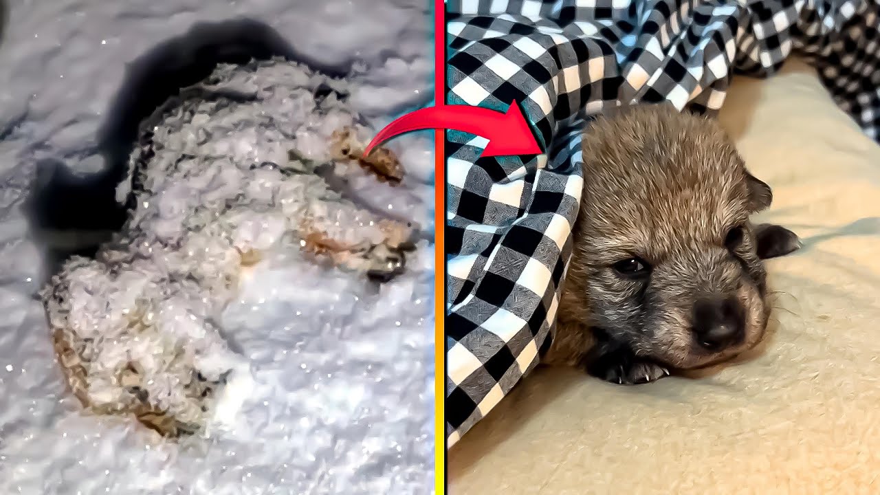 Un hombre salva a un cachorro de lobo abandonado en la nieve 🐺🙏&hearts;