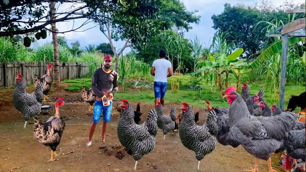 LARGUEI TUDO PARA CRIAR GALINHAS NA CHÁCARA DEU MUITO CERTO CRIAR GALINHAS CAIPIRA 