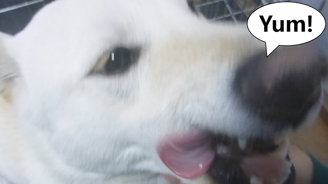 White Shiba Inu：The Shiba Inu was well behaved when his older brother gave him food. 【English】