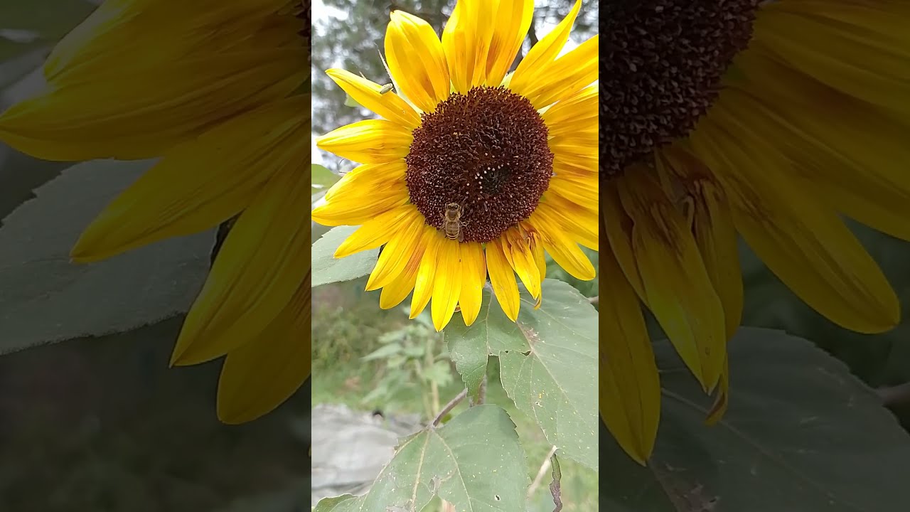#Biene #Sonnenblume #Honigbiene #bee #honeybee #sunflower #shorts