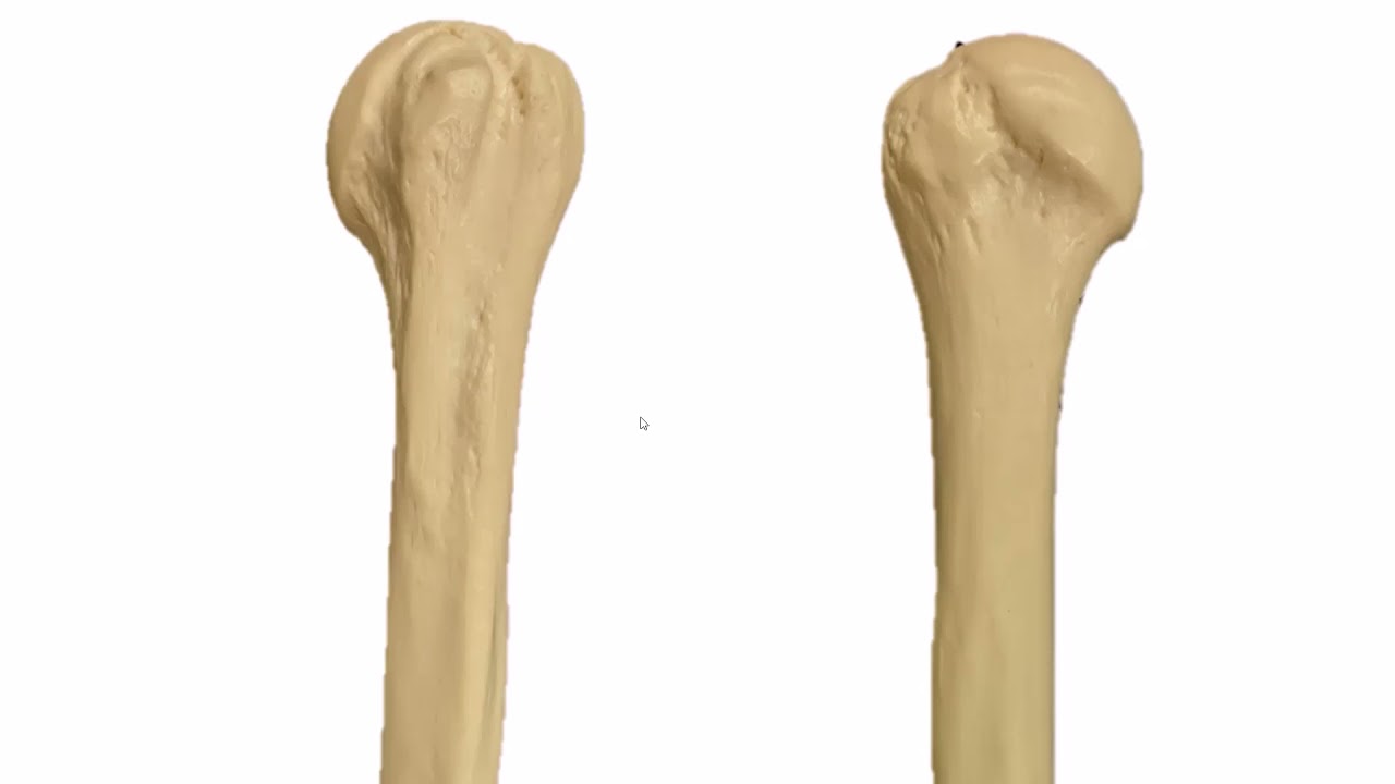 Quiz: Scapula, Humerus, Radius, Ulna