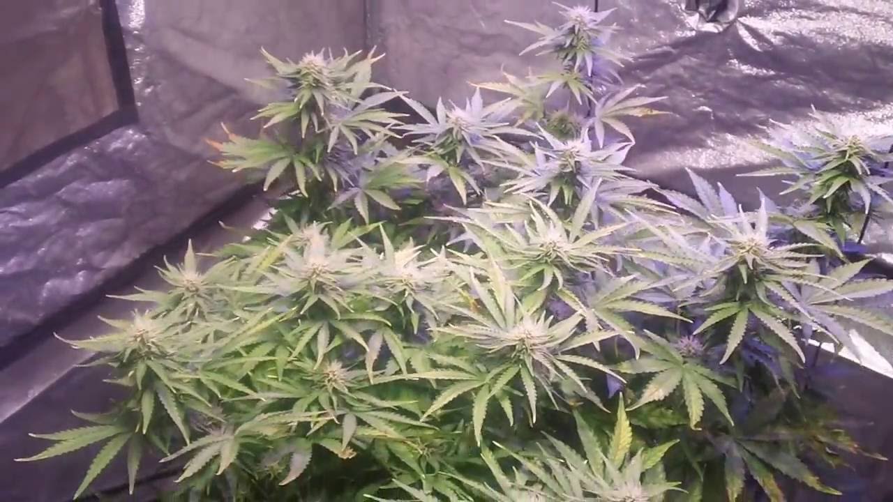 Climax Autoflower Ch9 Seeds