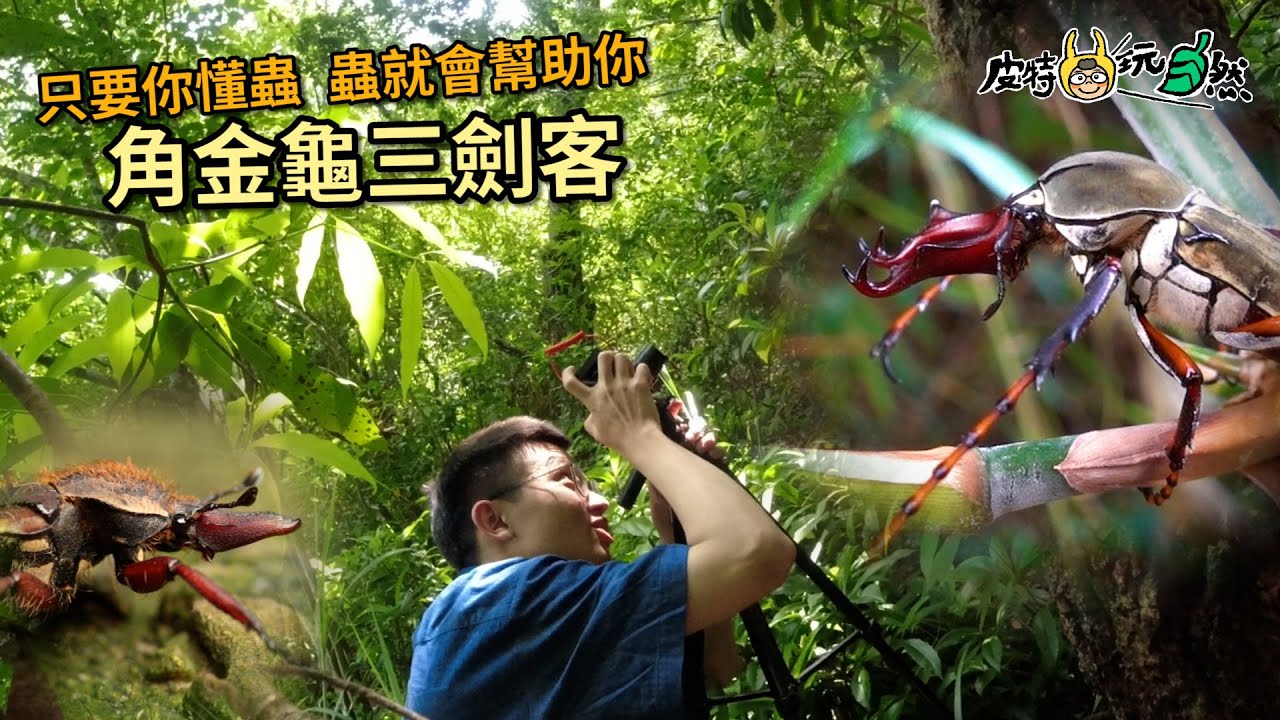 【皮特玩自然】尋找角金龜三劍客，日間叢林探險！