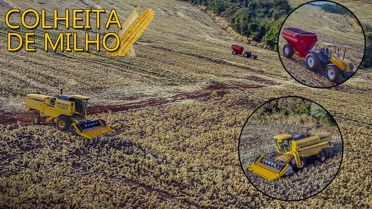 Colheita de milho// NH TC57 com plataforma de 11 linhas🌽//Fazenda Santa Rosa
