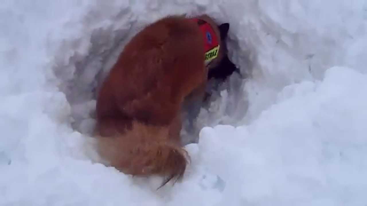 Hovedkurs Vinter Norske Redningshunder