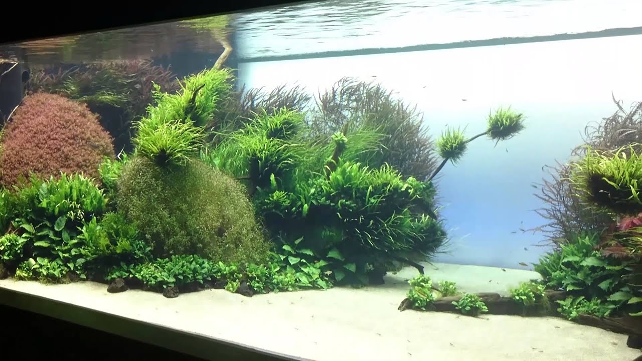 Takashi Amano aquariums, Lisbon