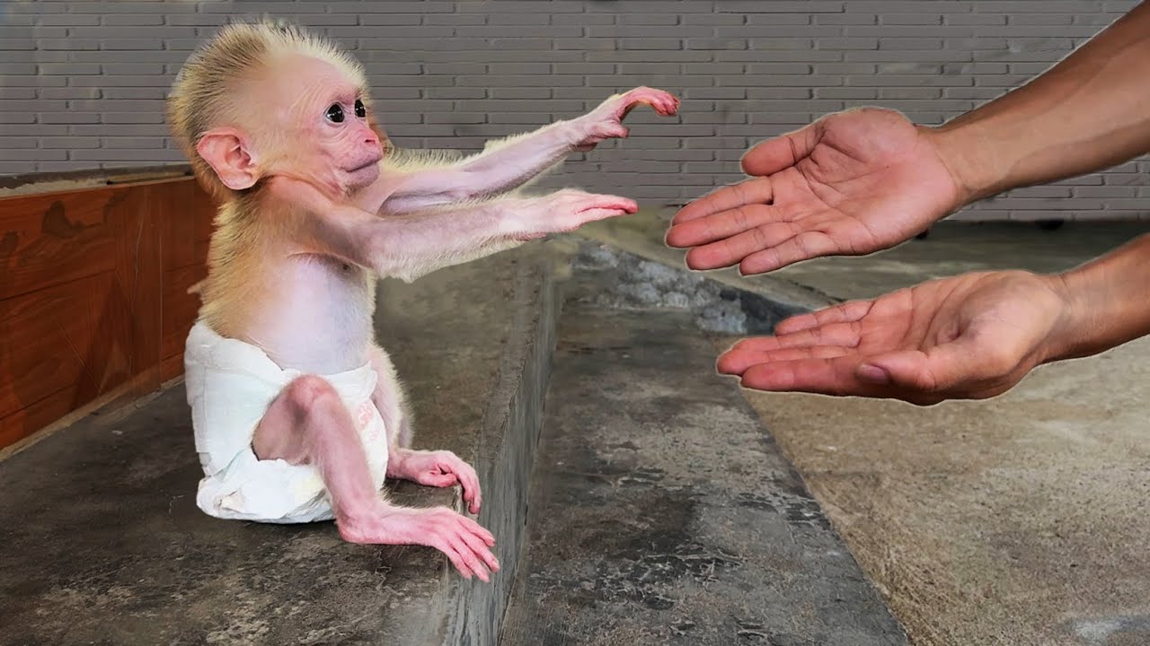 So touching! What makes the newborn monkey Xuka so worried?