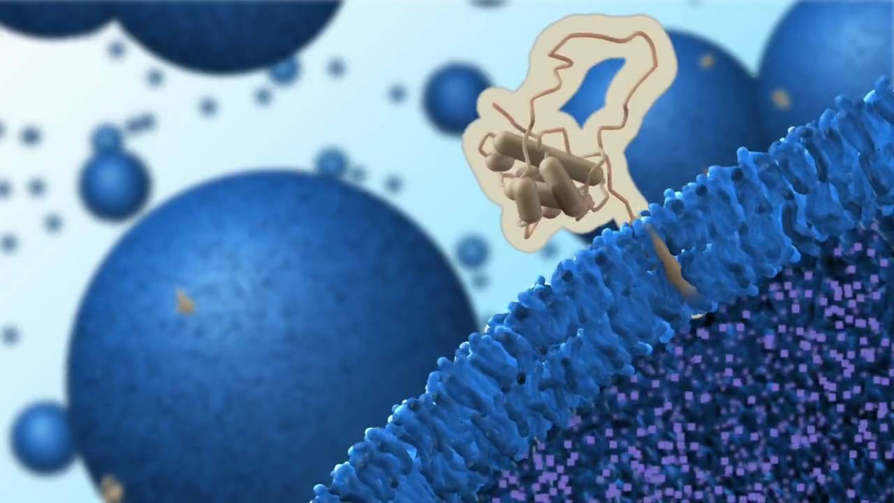 Anti-Apoptotic Bcl-Xl Protein