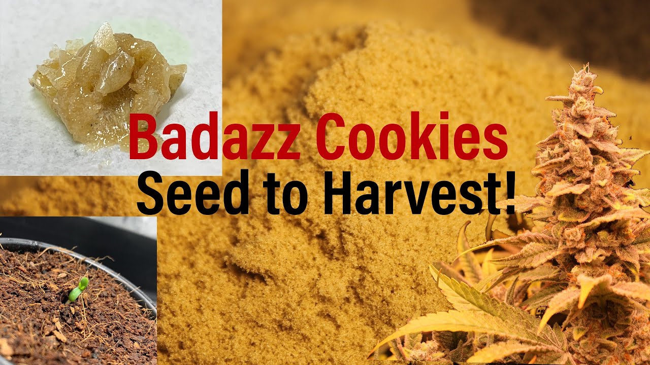 Badazz Cookies | Seed to Harvest