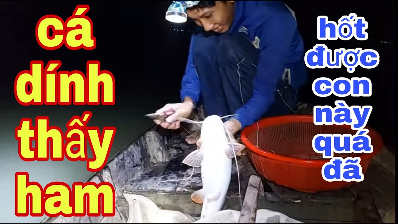 Niềm Vui Của Ngư Dân Sông Tiền Vào Mùa giăng Câu Cá Ngát , Cá Sủ # SĂN BẮT ĐỒNG THÁP #