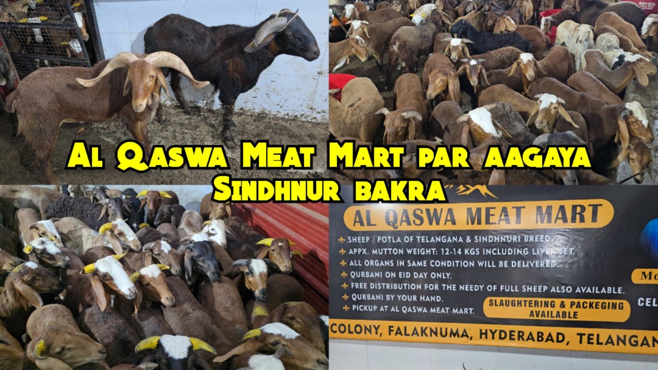 Al Qaswa Meat Mart par aagaya Sindhnur sheep's in Hyderabad | Qurbani ke bade sing wale bakre