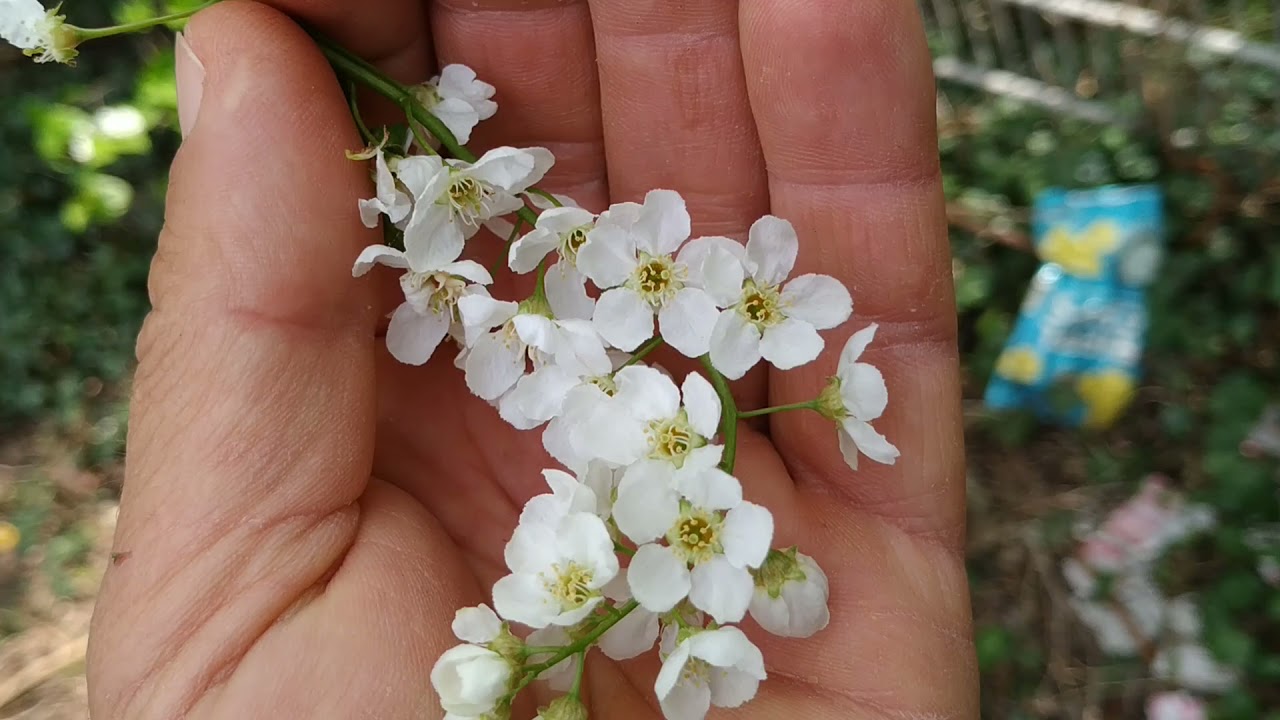 Eating Bird Cherry (Prunus padus) Flowers