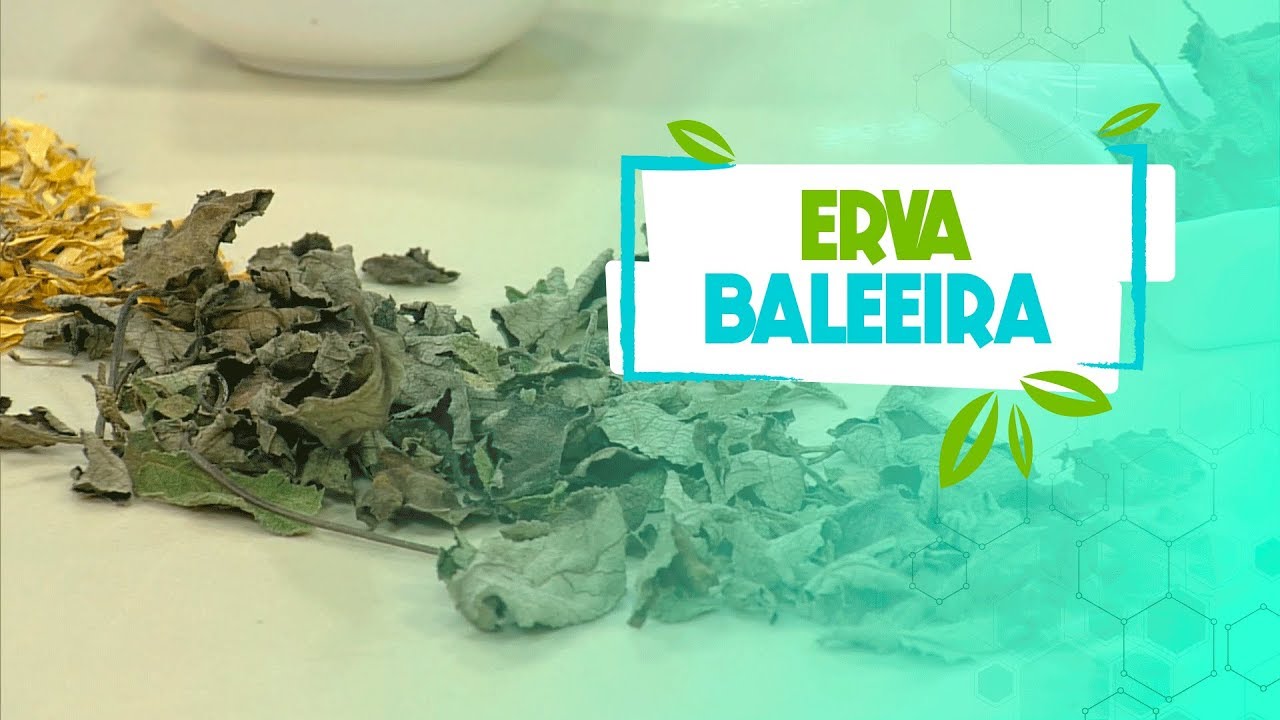 Conheça o poder medicinal da erva baleeira