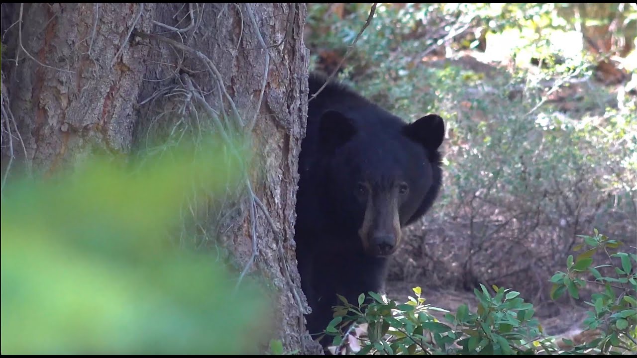 Bear Family Delays Prescribed Fire