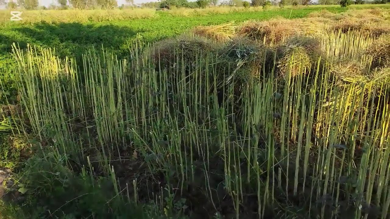 PAAGAL BABU 80 | गाँव मे बाढ़ | pagal beta | desi comedy video | cs bisht vines | joke of