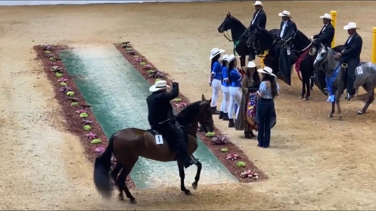 LUNITA DEL MILAGRO, GRAN CAMPEONA MUNDIAL PASO FINO EN PUERTO RICO 2019