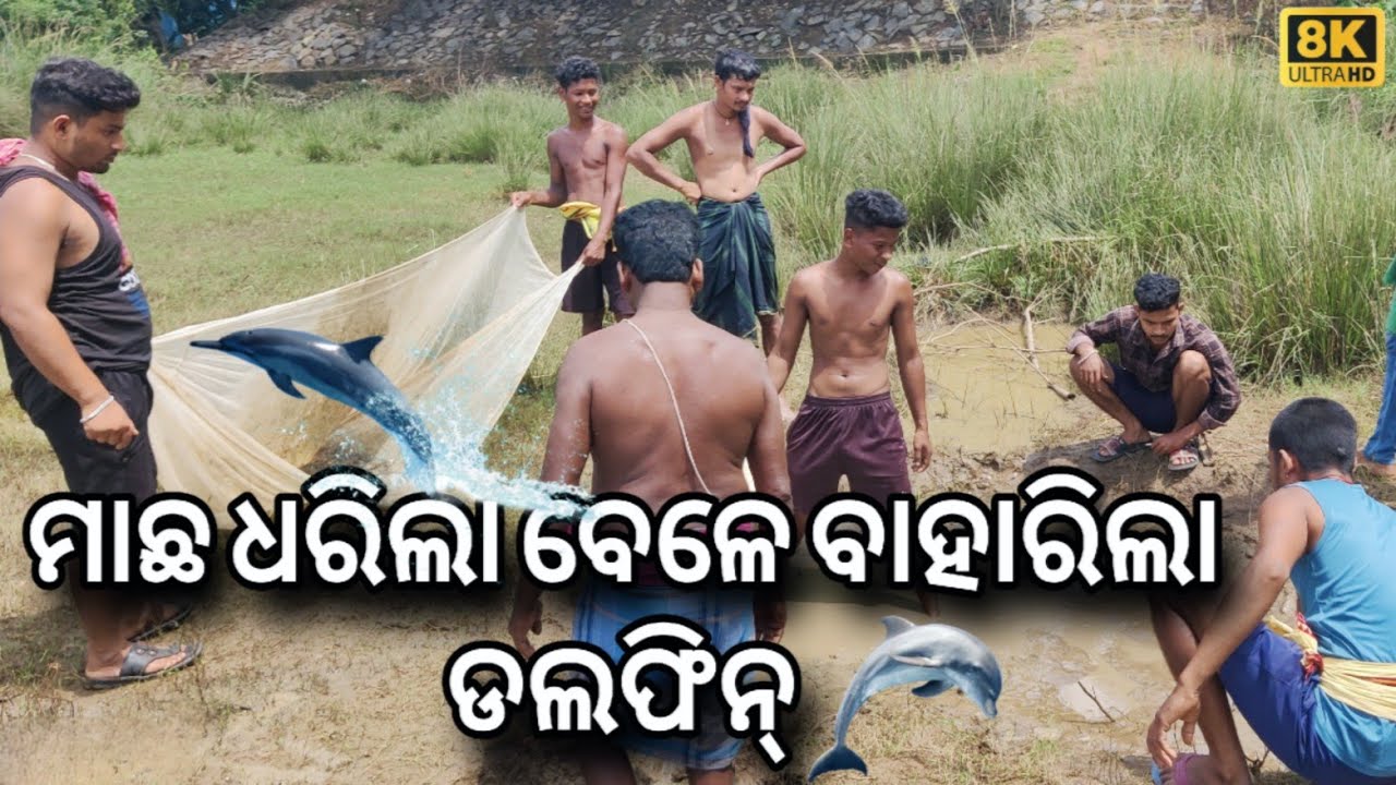 || ମାଛ ଧରା ହେଲା ବେଳେ ବାହାରିଲା ଡଲଫିନ || #minivlog   #ମାଛଧାରା  #odiavlog #ଫିଶିଂଭିଡ଼ିଓ  #odiavlog 👍