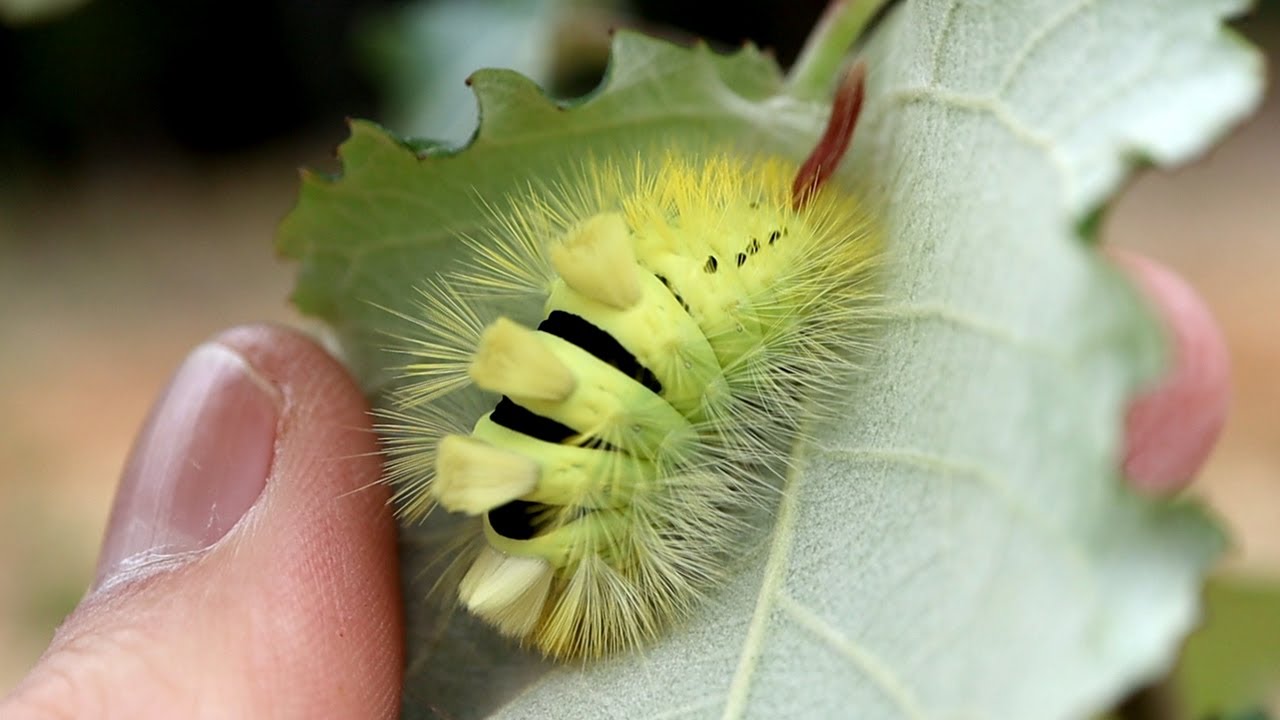 Vier warme herfst rupsen - Nachtvlinder vlog