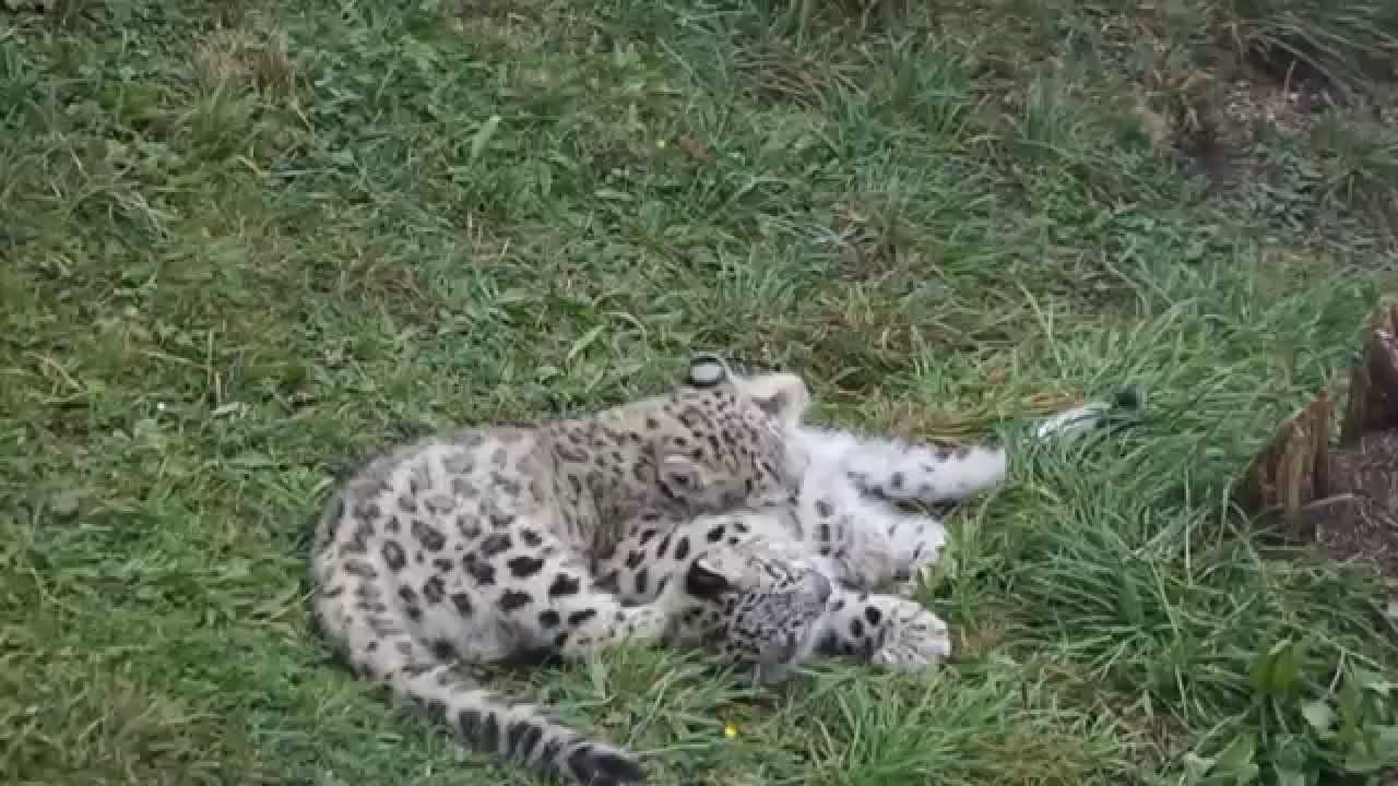 Cute snow leopard cubs playing!  Kernhof 22.09.2012