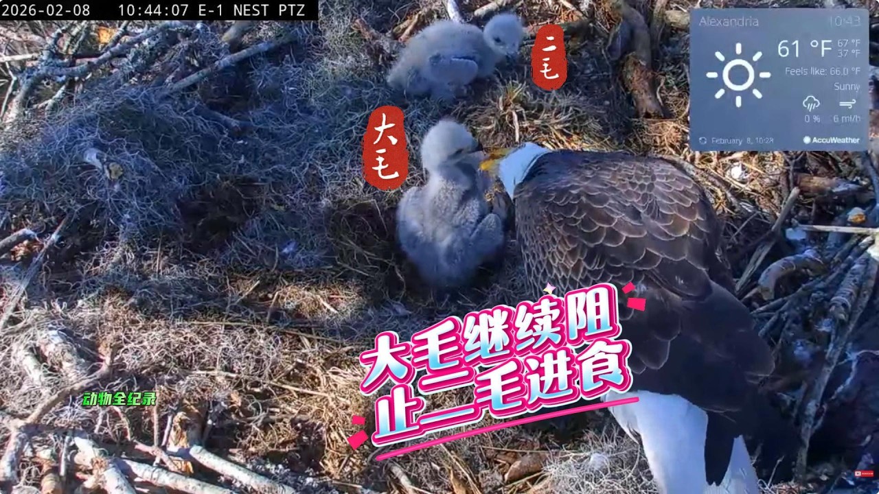 3号2雕巢：在雕妈的努力下，二毛终于吃到食物