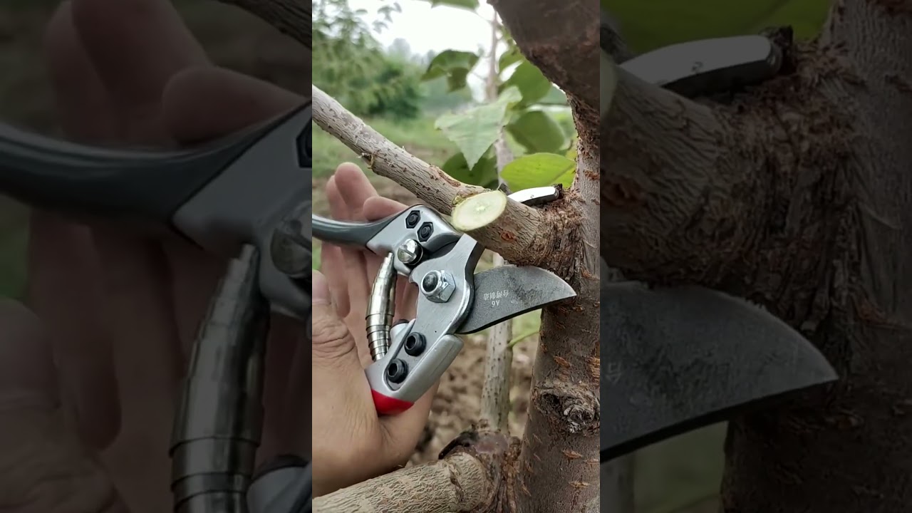 Best Pruning Shears for Your Garden!✂️ 🍃#ToolReview #GardenGear