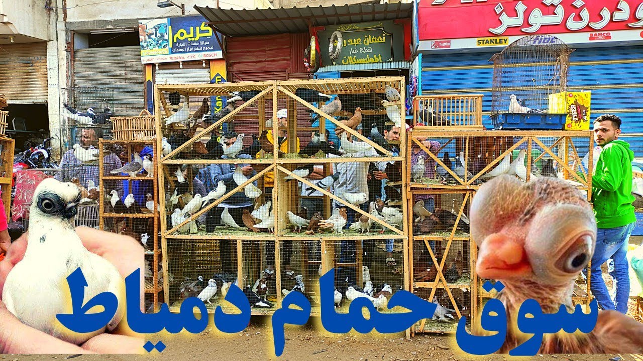 سوق الحمام انهارده |في دمياط بالاسعار حمام ببلاش