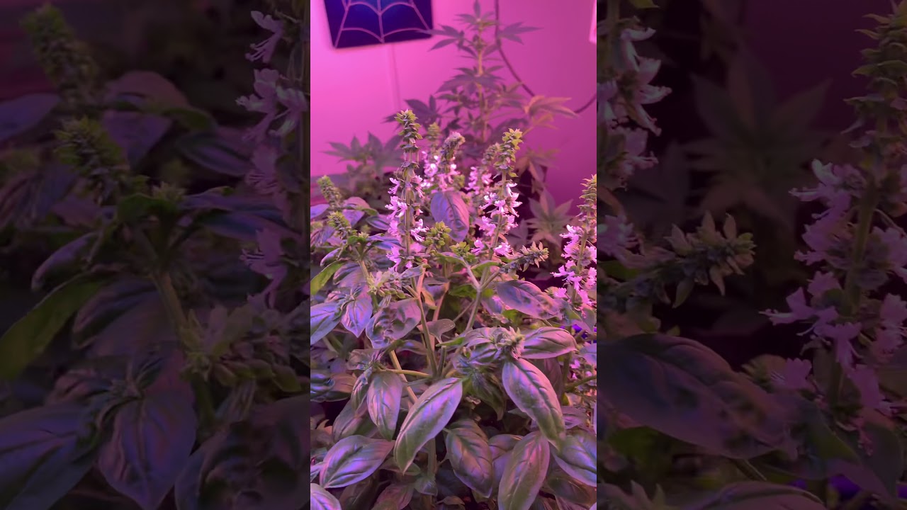 Update: Purple Stallion Auto Flower