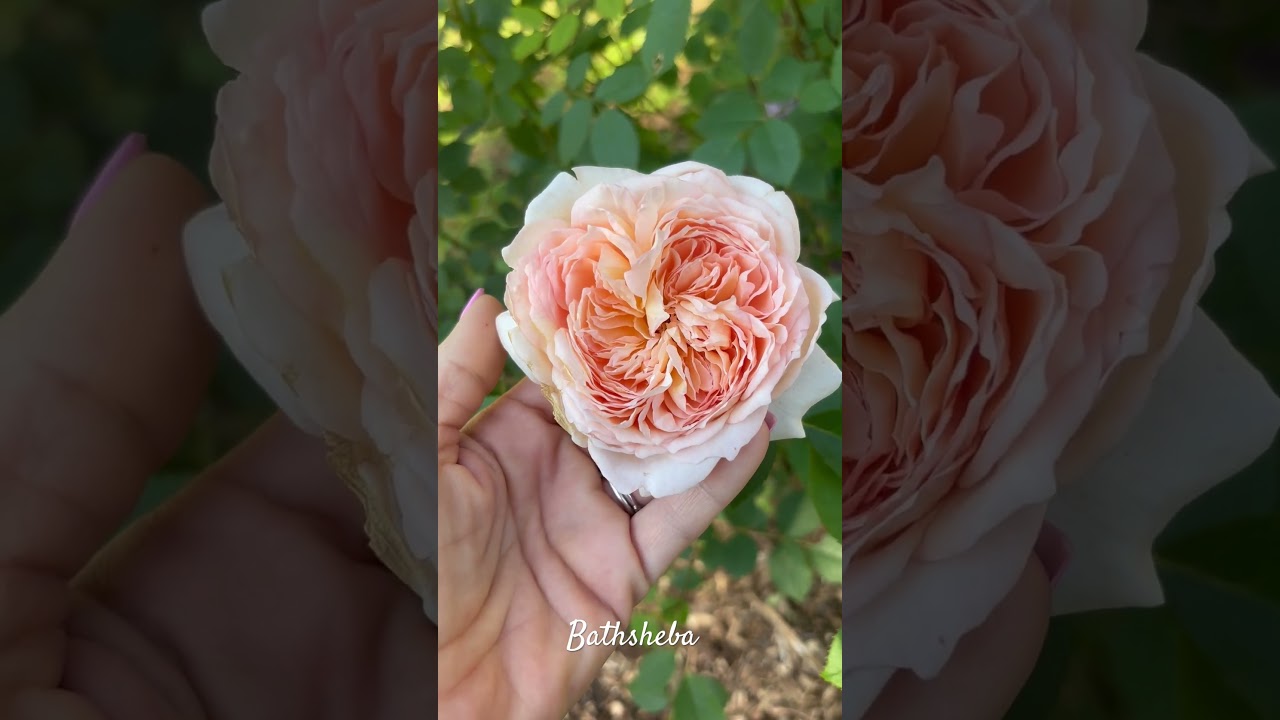 Quick review of color comparison of Teasing Georgia, Bathsheba and Graham Thomas after heavy rain.