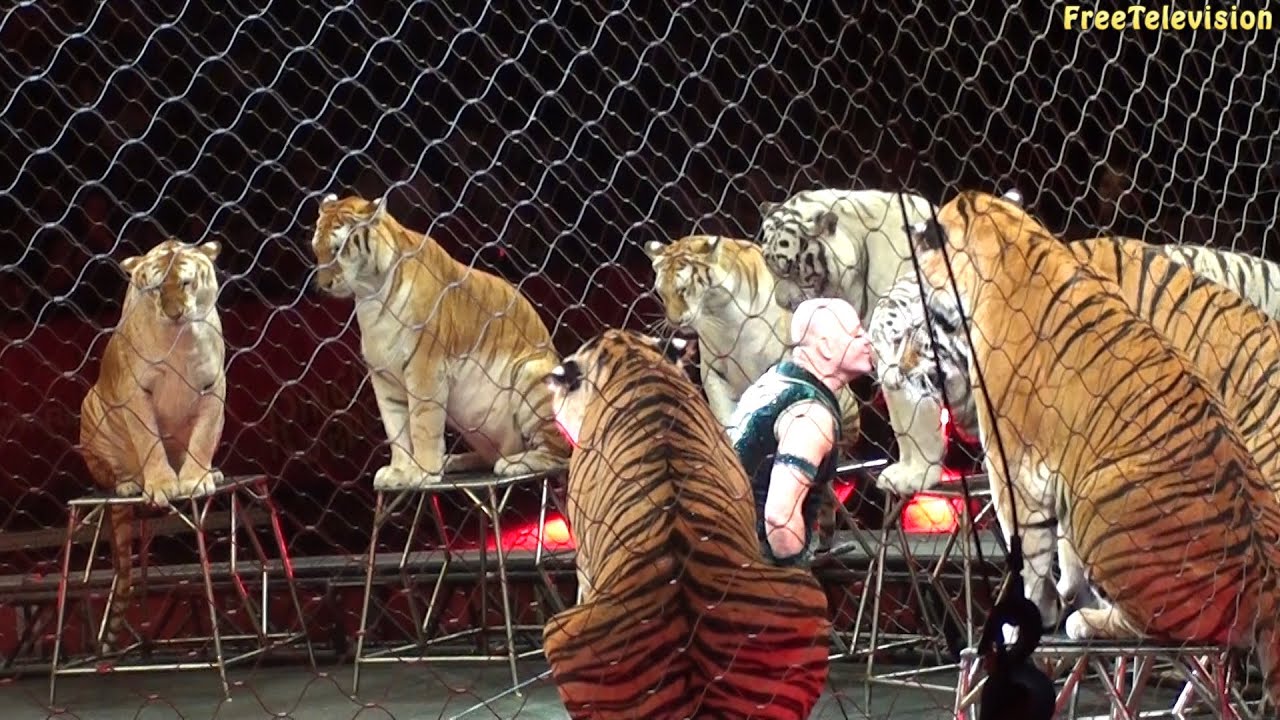 Big Cats at Ringling Brothers Circus