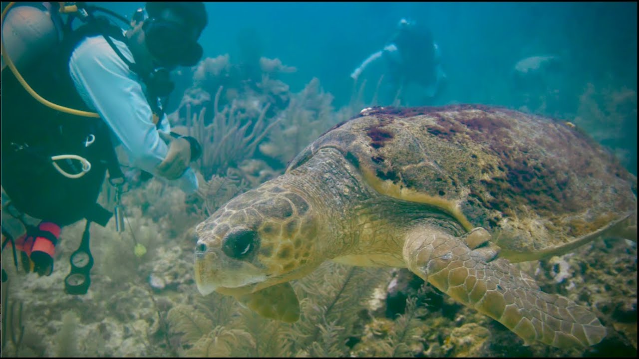 SCUBA Diving Turneffe Atoll off Caye Caulker in Belize... And More!