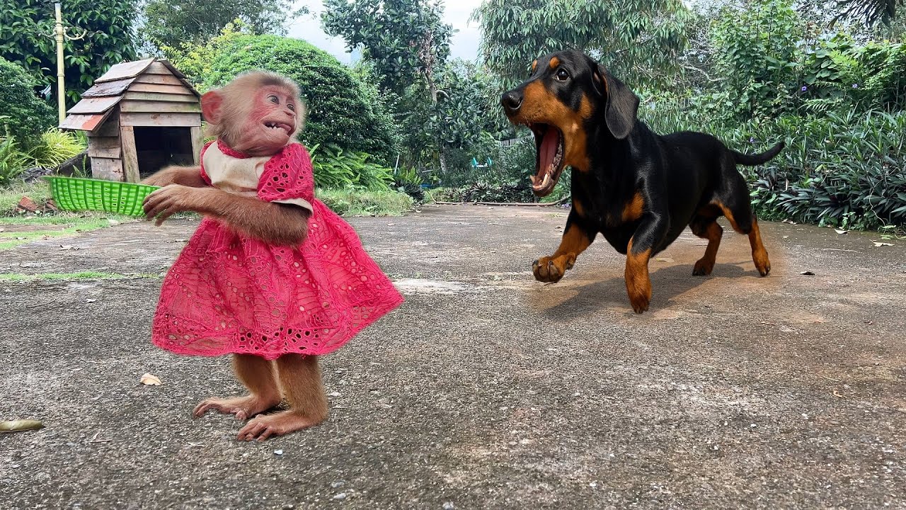 Cute Puppy Tries to Catch Monkey Moon – Adorable Chaos!