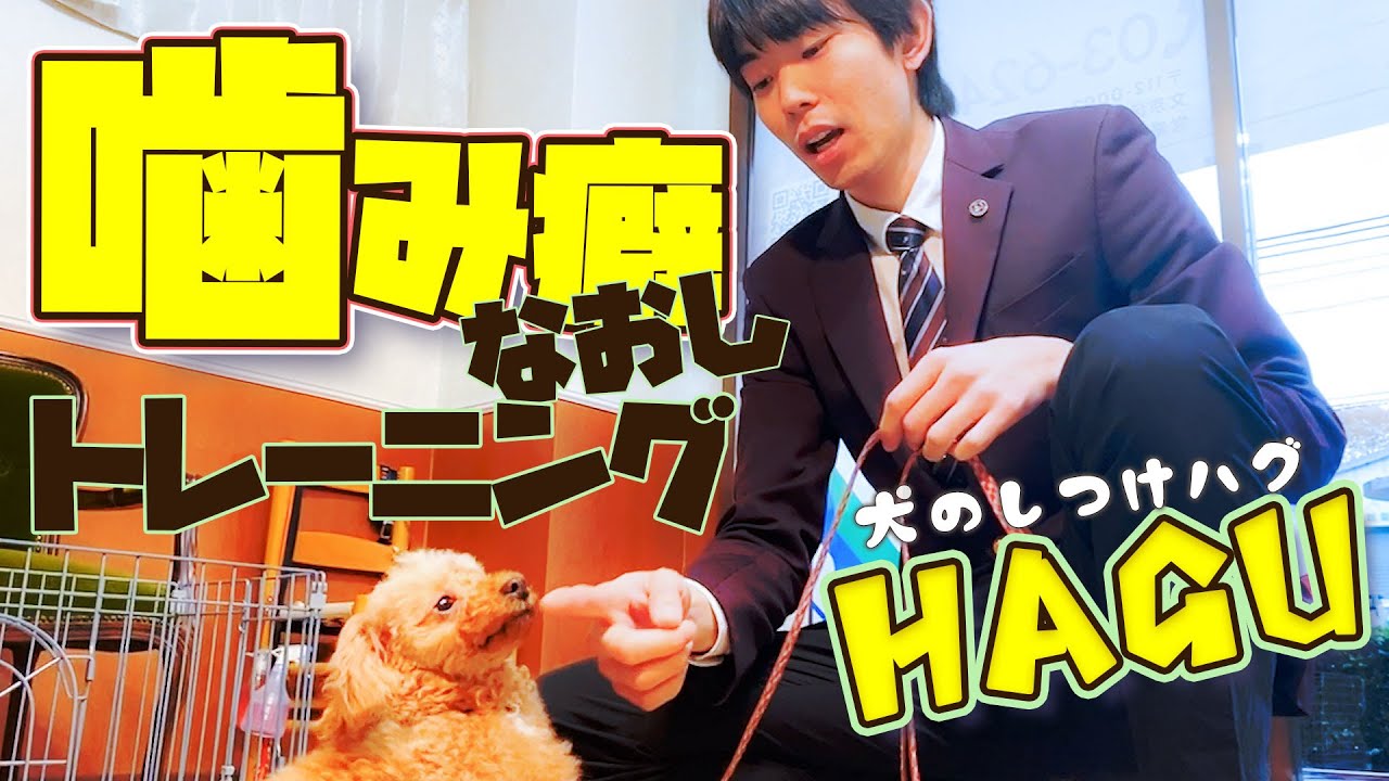 犬の噛み癖は3種類！甘噛みじゃれ噛み改善方法【具体的にご紹介】