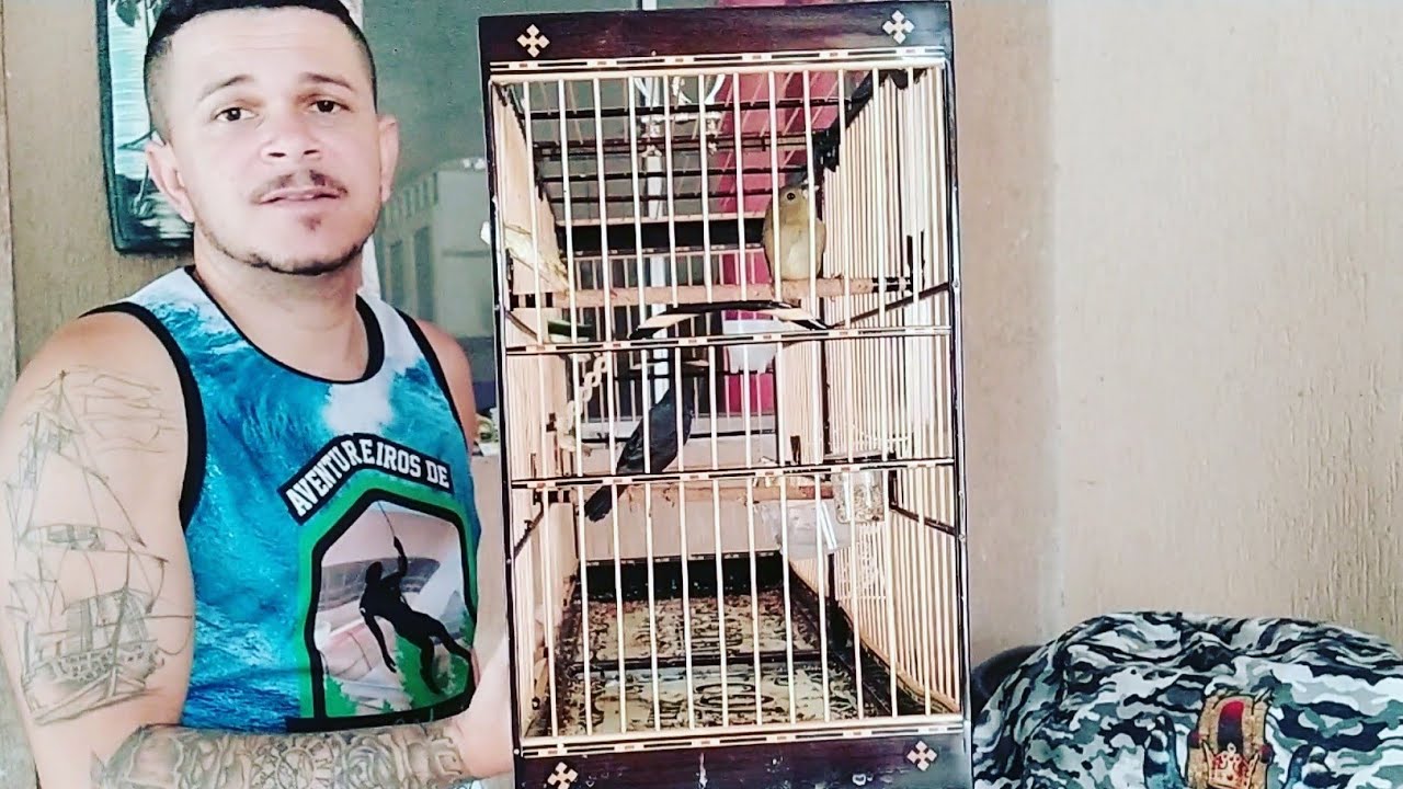 COMO PREPARAR UM COLEIRO PARA TORNEIOS