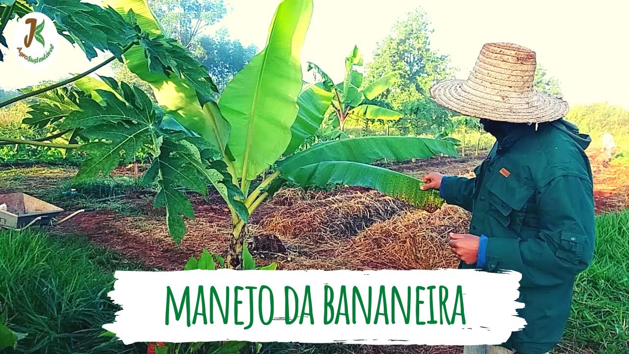 Manejo da bananeira - Como retirar as folhas