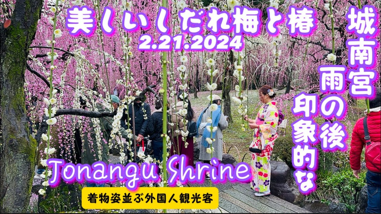 【しだれ梅と椿まつり•満開•城南宮2024】着物姿並ぶ外国人観光客‼️花びら落ちて❗️素敵|Weeping PLUM BLOSSOMS & CAMELLA in JONANGU SHRINE 2.21