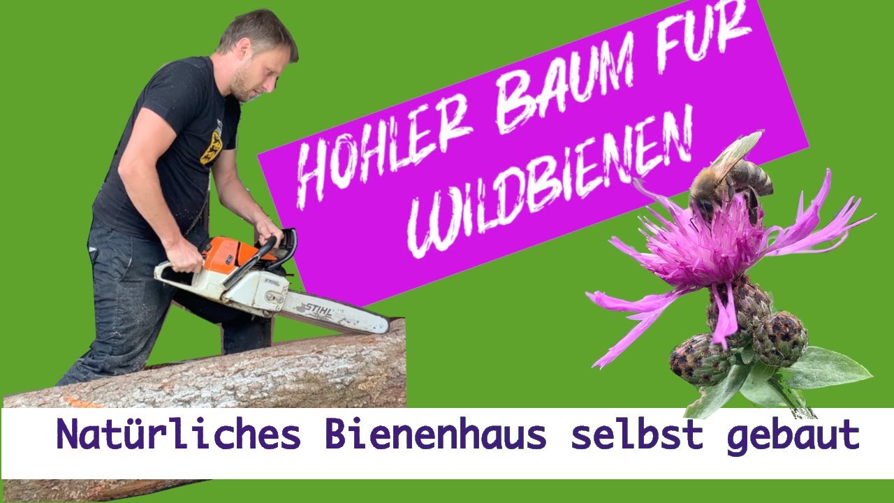 Bienenstock im hohlen Baum selbst bauen