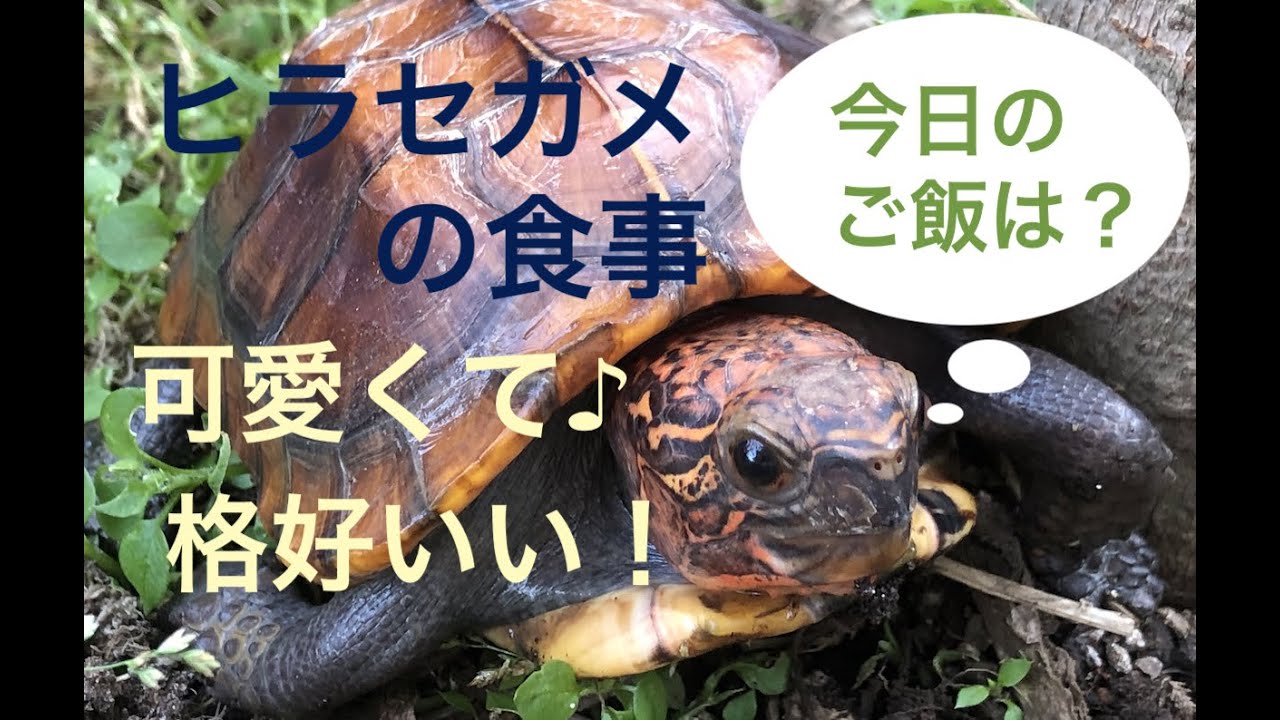 かめぞー☆ちゃんねる　11クラッチ目　ヒラセガメの食事風景
