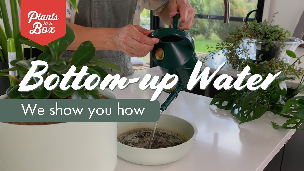 How to Bottom-up Water your plants