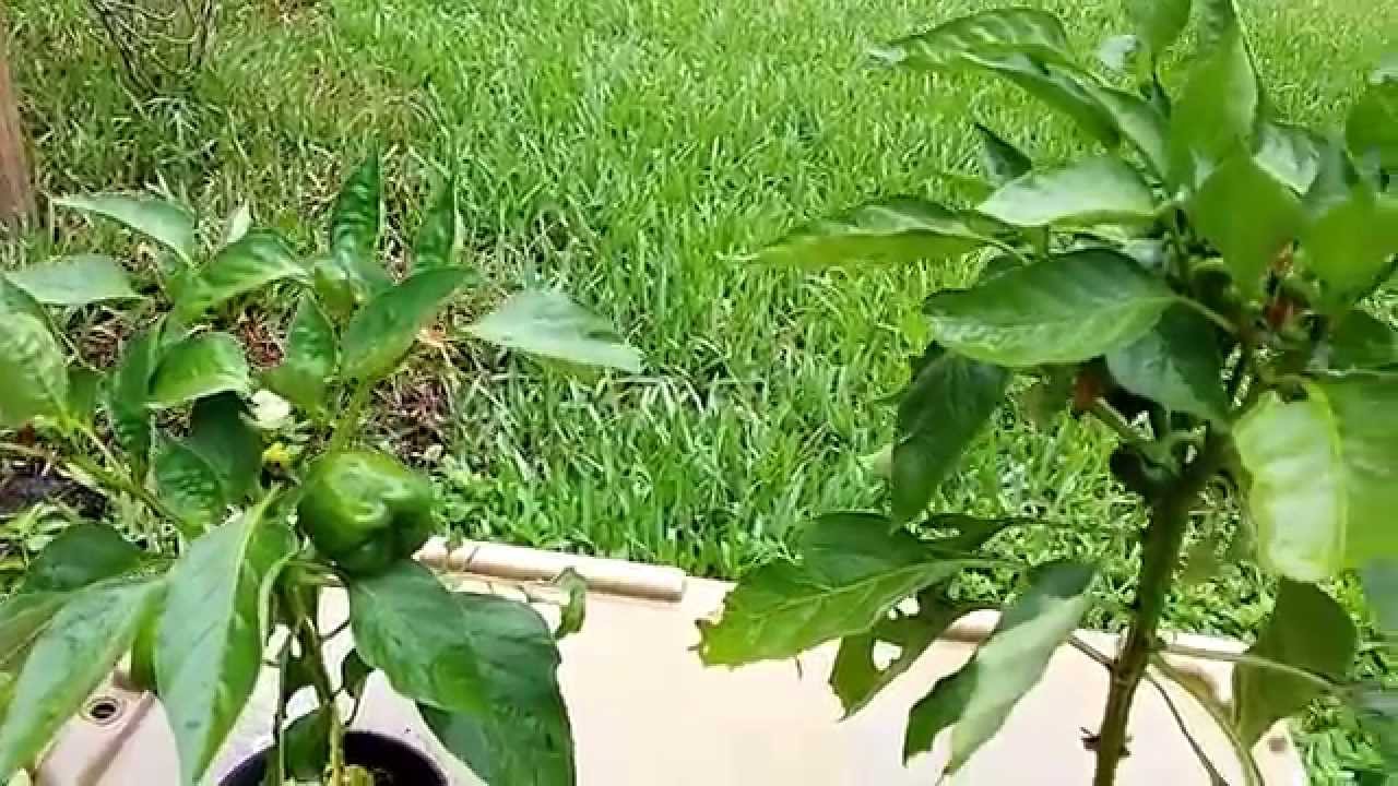 Growing peppers outside in kratky hydroponics ep 69