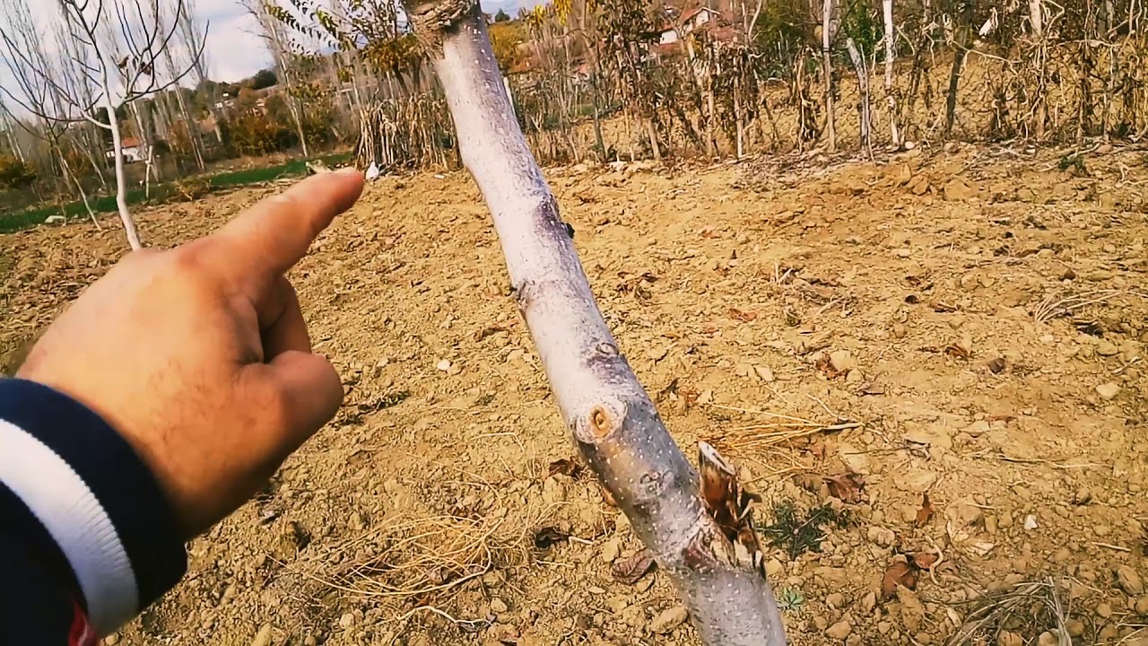 Gelişmeyen ceviz fidanları nasıl budanır