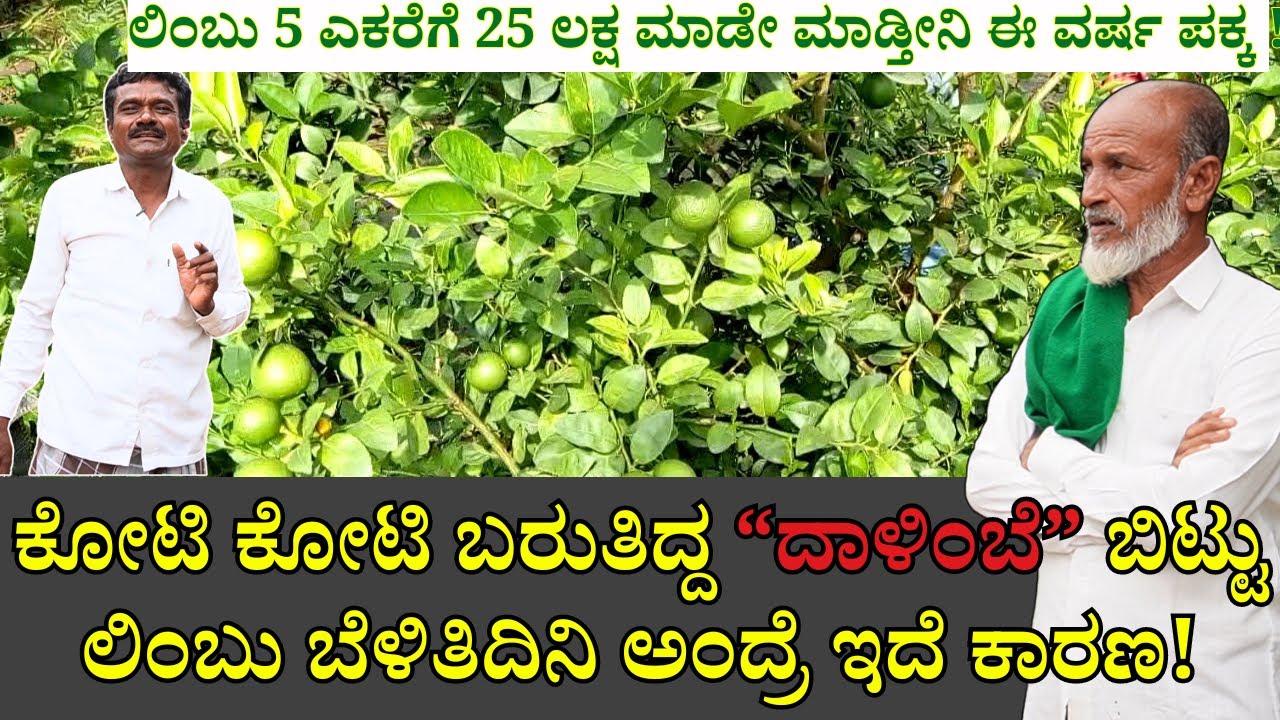 ಪಪ್ಪಾಯ ದಾಳಿಂಬೆ ಬೇಸತ್ತು ಲಿಂಬು ಮಾಡಿ ಮಾಡಿ ವಾರ್ಷಿಕ ೨೫ ಲಕ್ಷ ಮಾಡ್ತೀನಿ | KAGZI LEMON FARMER SUCCESS STORY