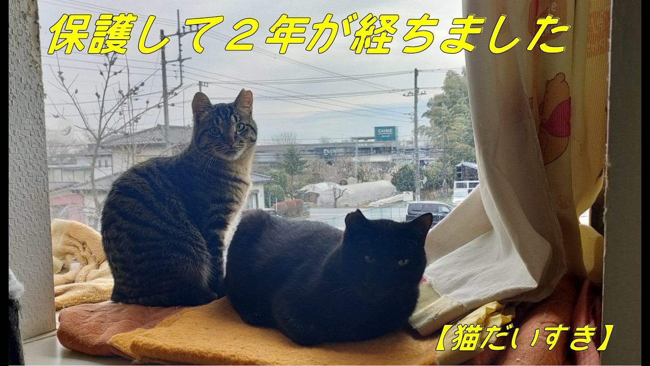 【猫だいすき】保護から2年経ちました 元気元気！