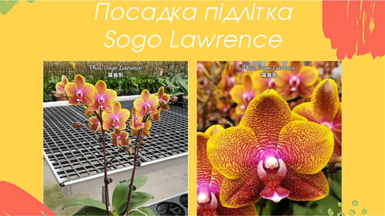 Пересадка підлітка орхідеї Sogo Lawrence. У що я саджаю орхідеї. Мої улюблені субстрати