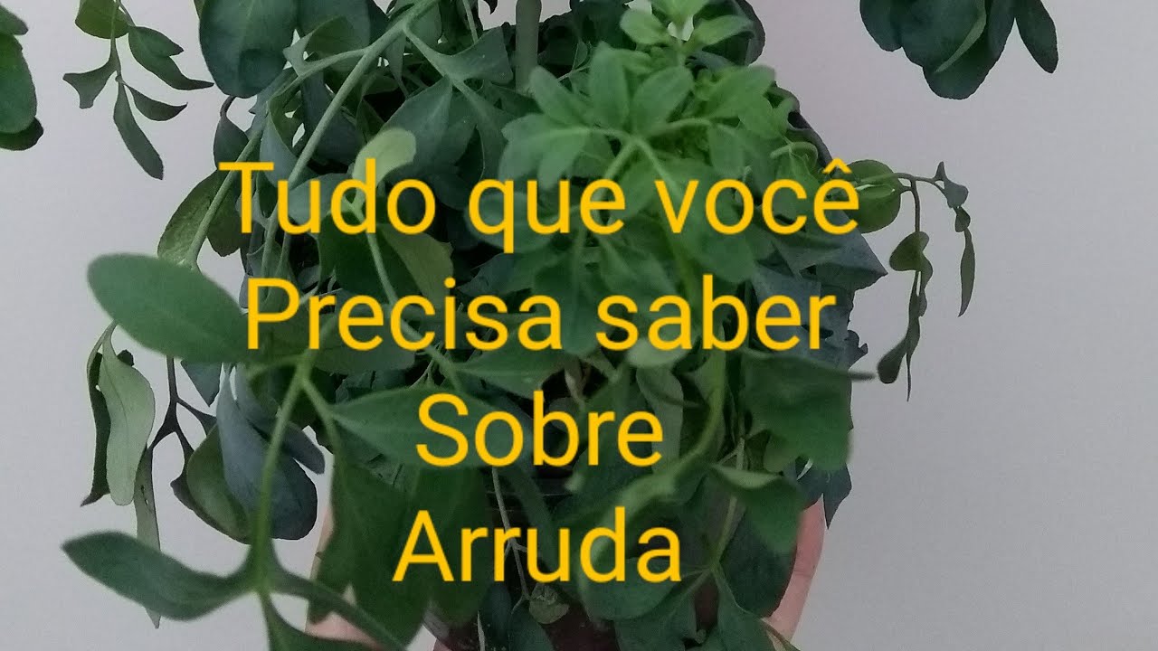 Arruda dica de cutivo